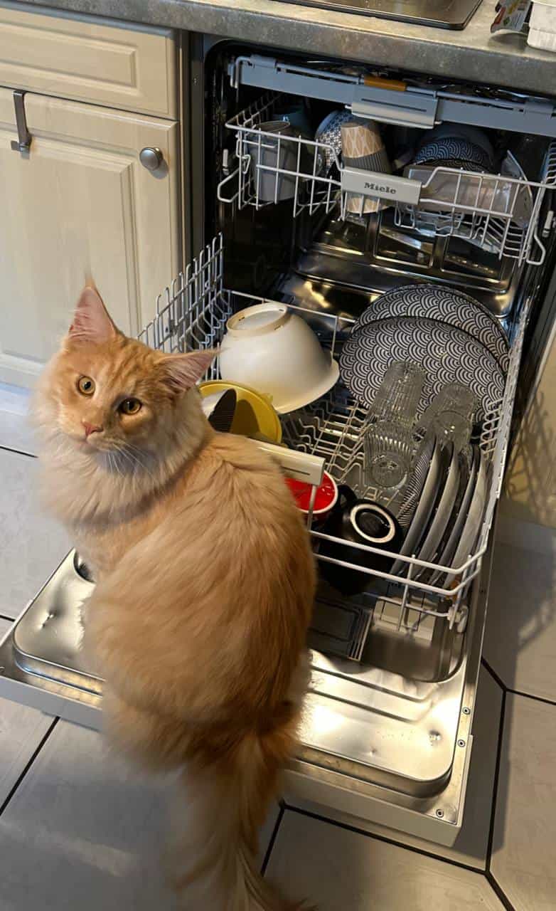 Haushaltshelfer oder Kritiker Haushaltshelfer oder Kritiker