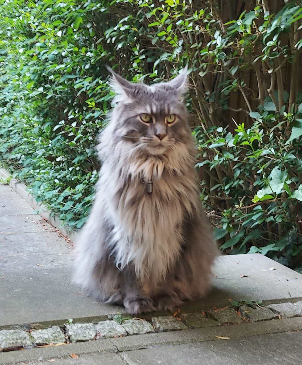 Ich Chefin. Du nix Ich Chefin. Du nix