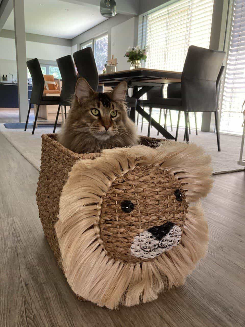 Katze im Korb Katze im Korb