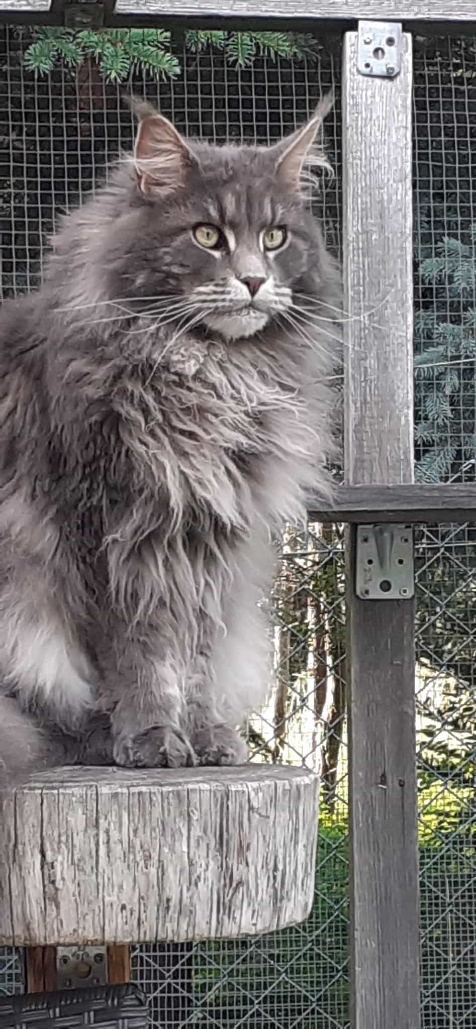 Mein Zauselbärchen Zisko 5 einhalb Jahre Mein Zauselbärchen Zisko 5 einhalb Jahre