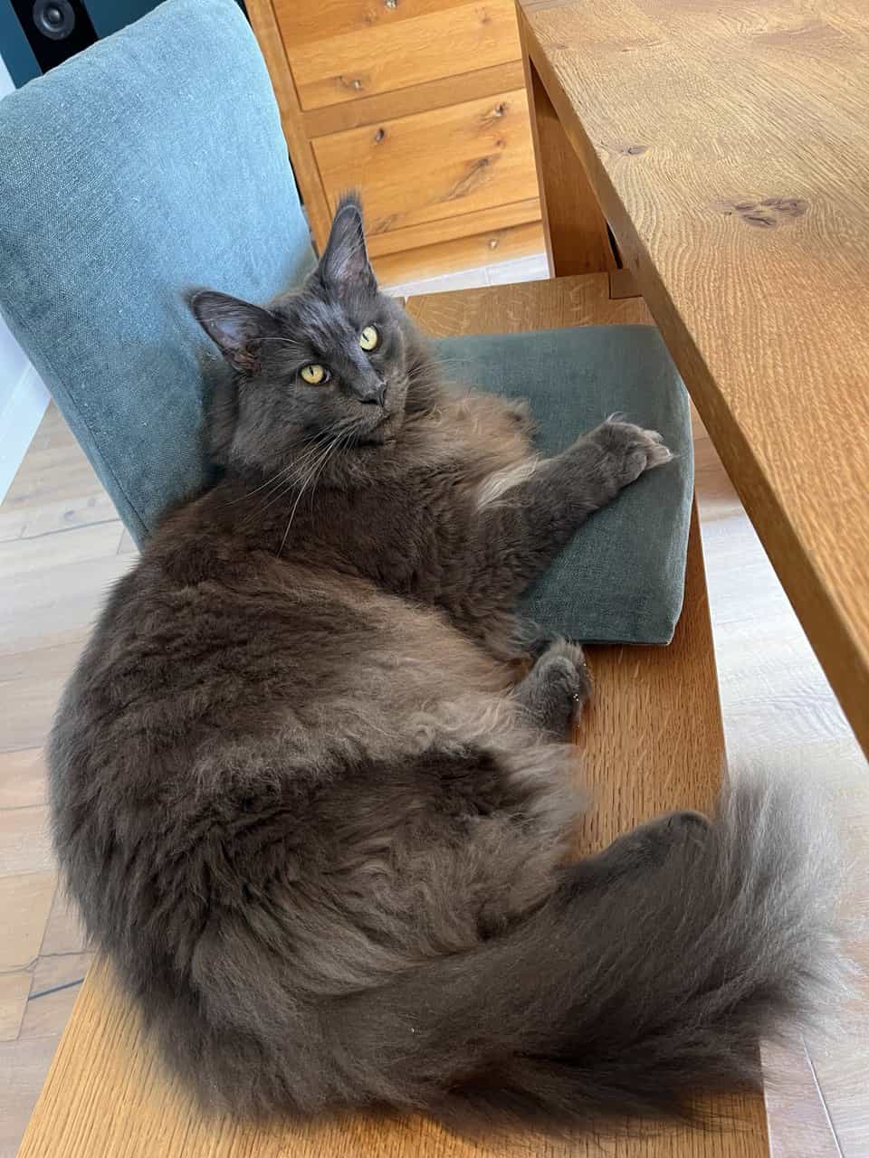 Mischa ist ein Prachtkerl Mischa ist ein Prachtkerl