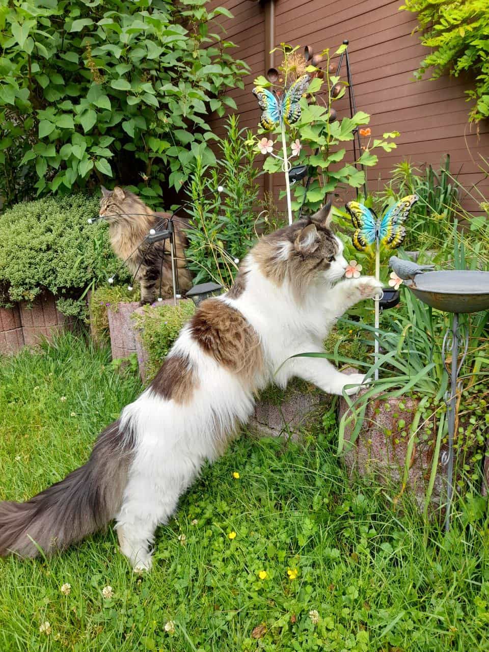 Pelle und Dina bei der Gartenschau Pelle und Dina bei der Gartenschau