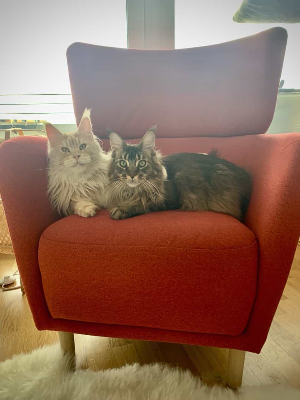 Simba und James Simba und James