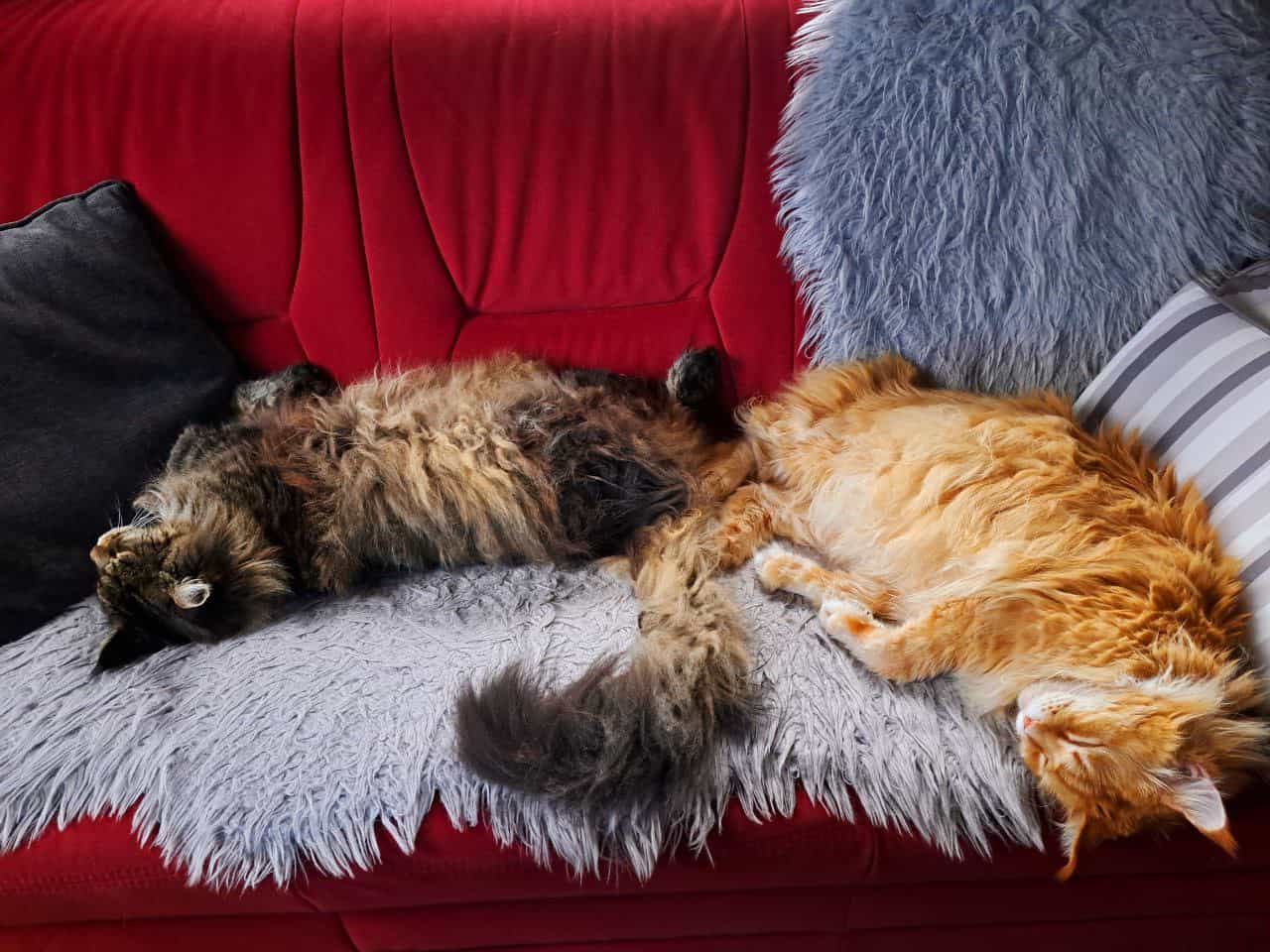 So kann man auch seinen Mittagsschlaf machen So kann man auch seinen Mittagsschlaf machen