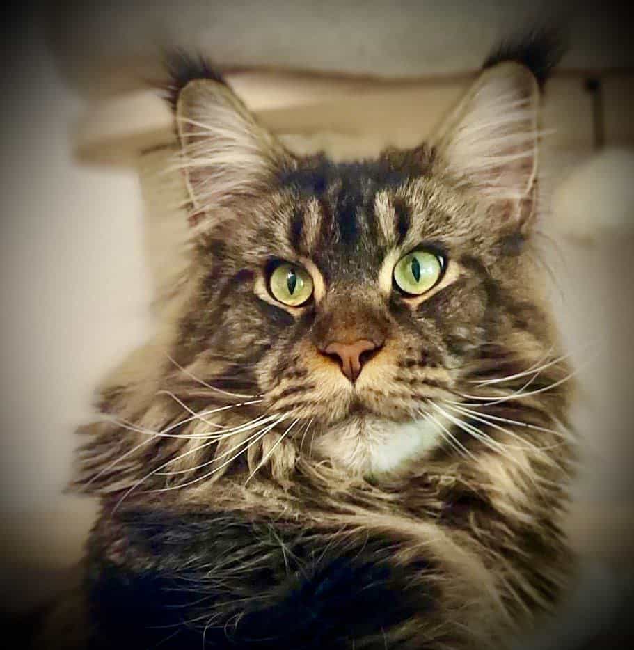 Wie kann man nur so süß sein Wie kann man nur so süß sein