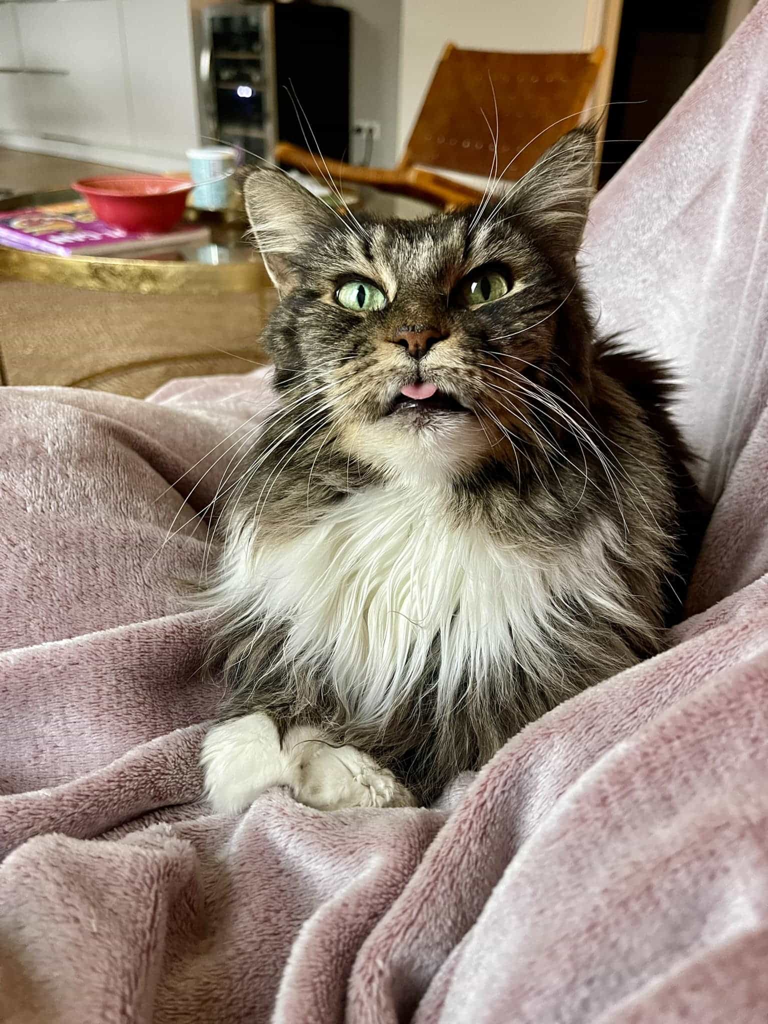 Zucker Maika Zucker Maika