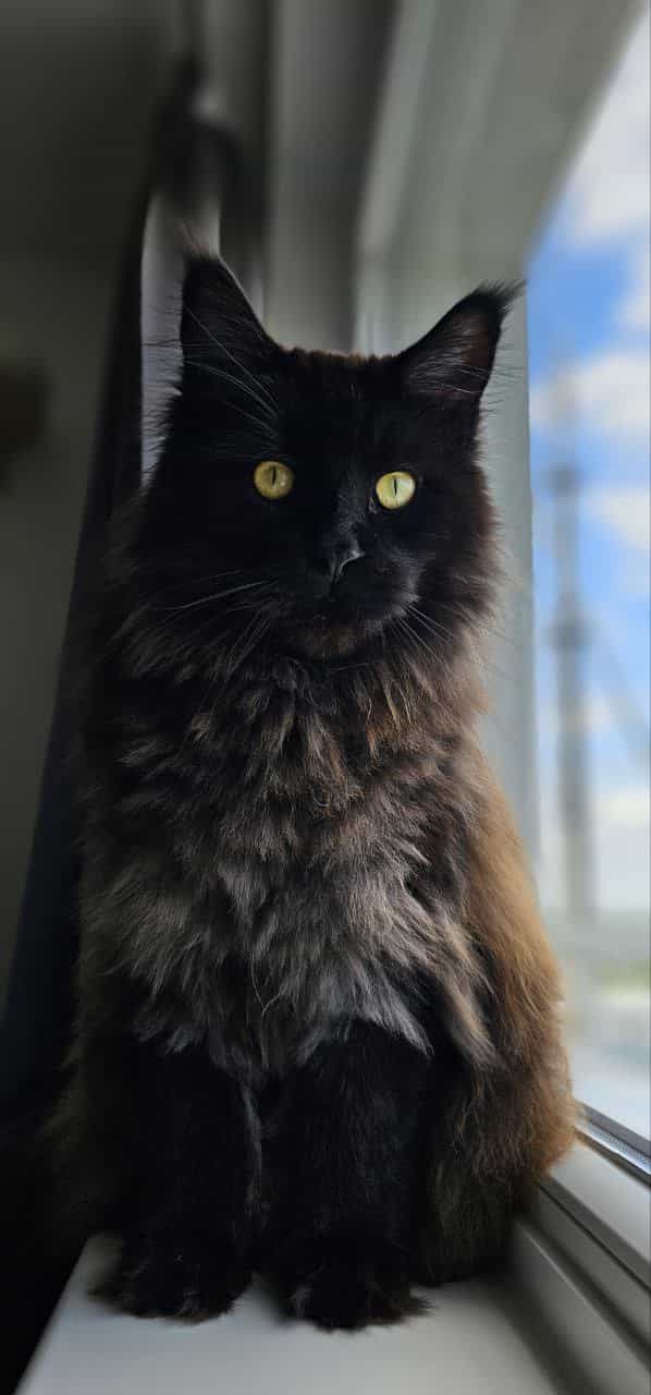 black Hugo black Hugo