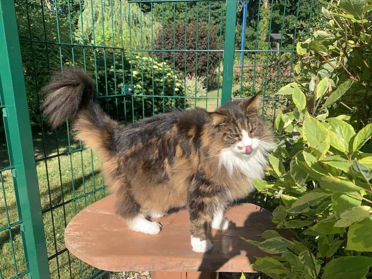 Dean schleckt den Morgentau