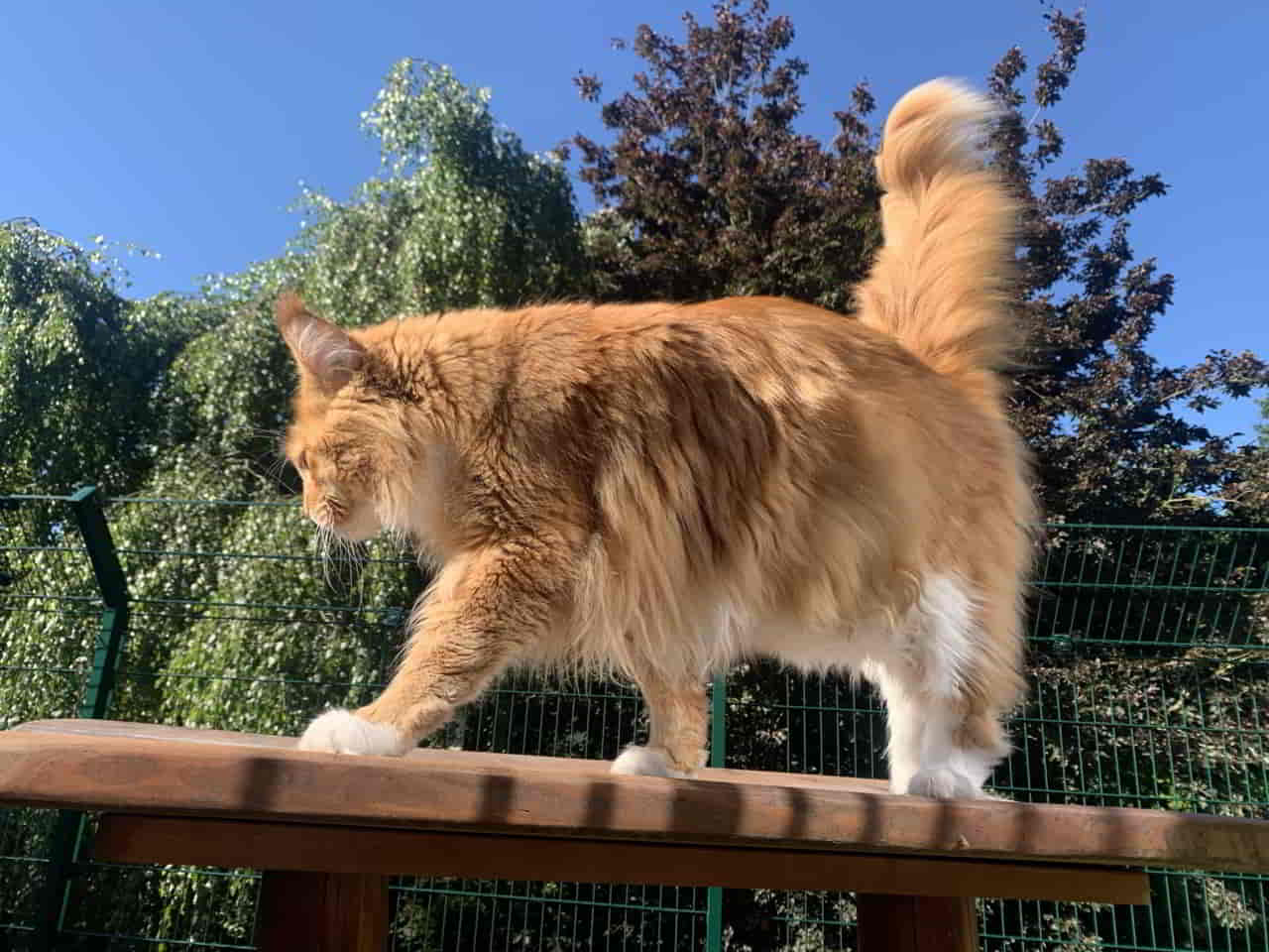 Eddie beim Schaulauf!