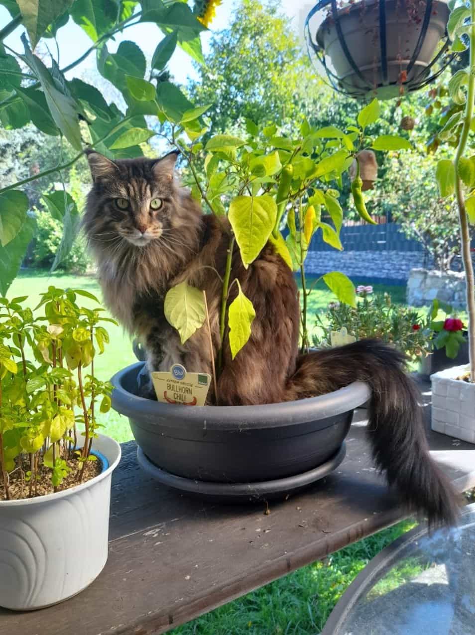 Bullhorn Chili Katze Bullhorn Chili Katze