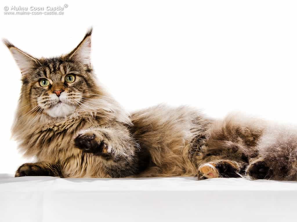 Carry of Maine Coon Castle 1 Jahr alt Carry of Maine Coon Castle 1 Jahr alt