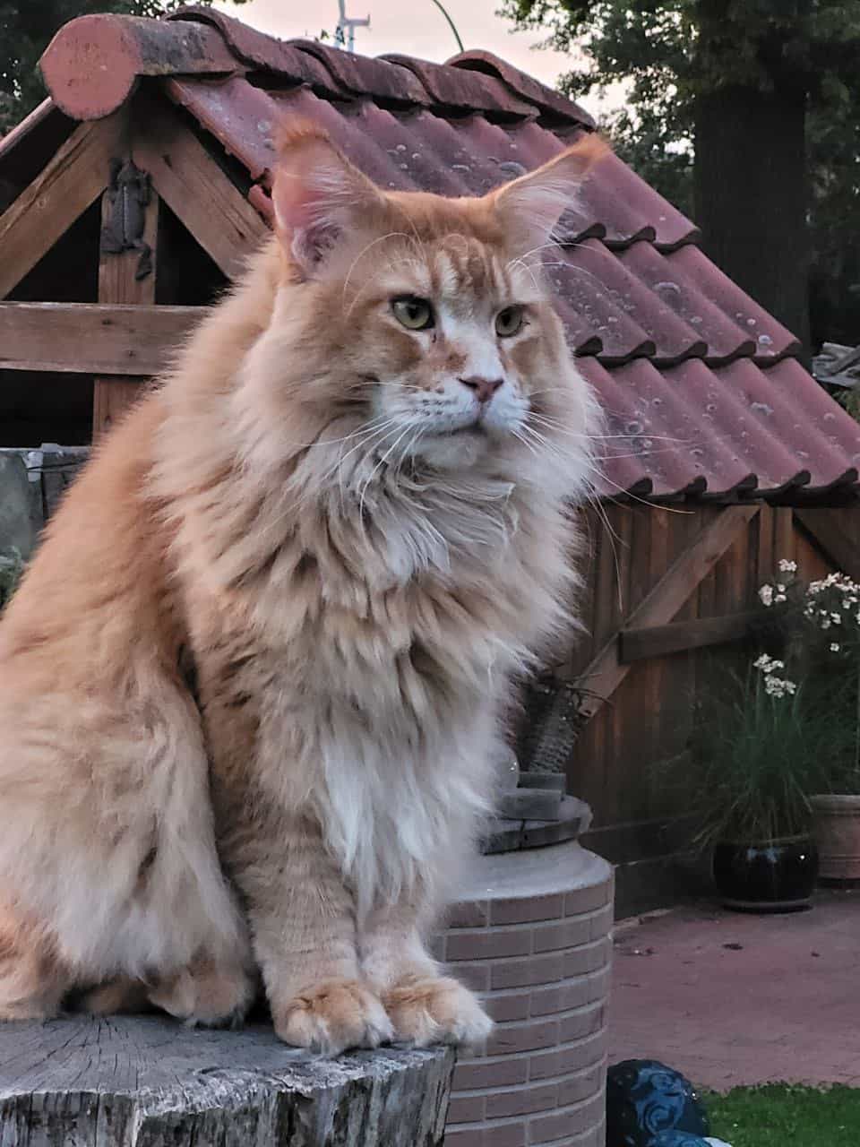 Don Antonio überschaut sein Reich Don Antonio überschaut sein Reich