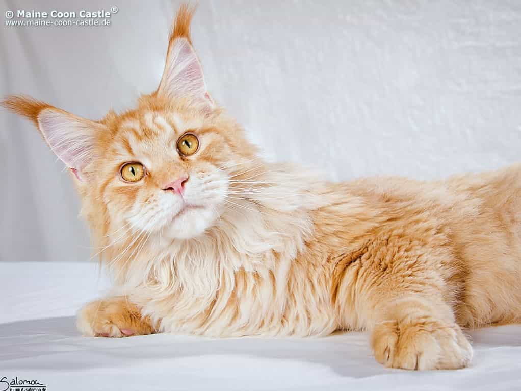 Foxy of Maine Coon Castle 9 Monate alt Foxy of Maine Coon Castle 9 Monate alt