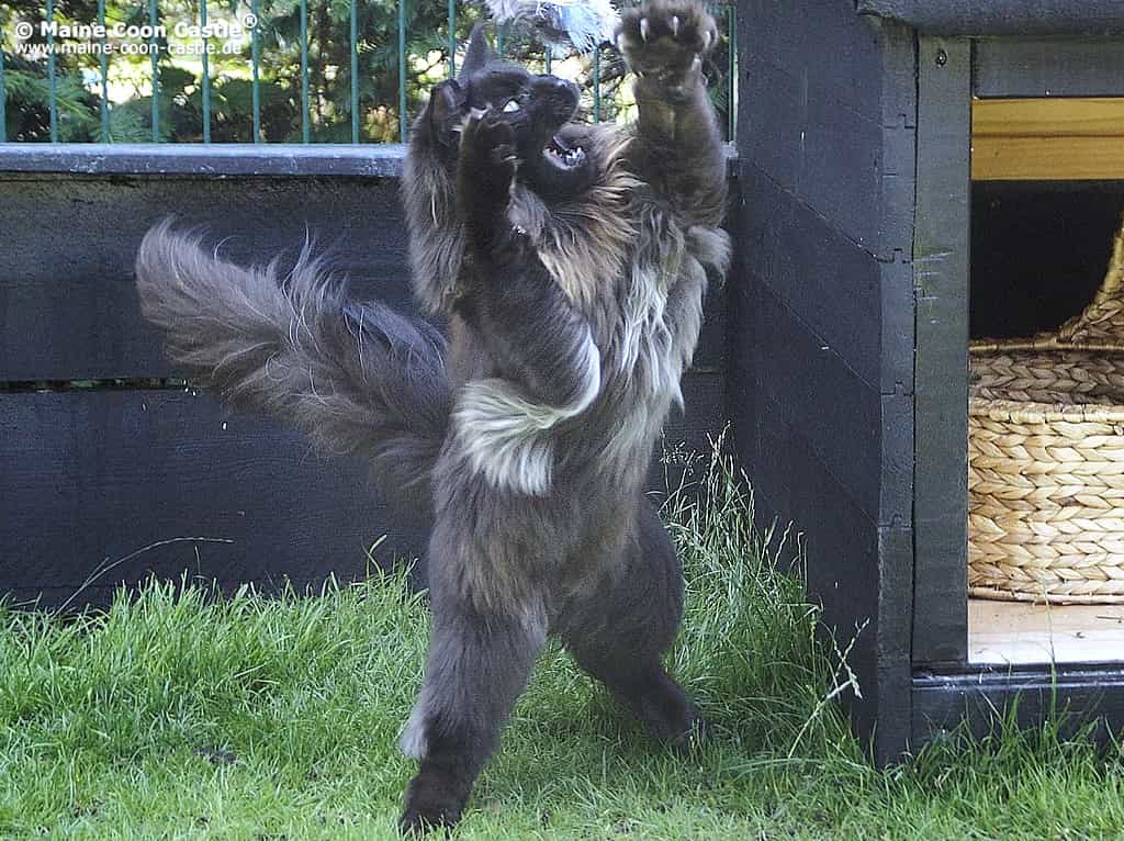 Franzy of Maine Coon Castle Franzy of Maine Coon Castle