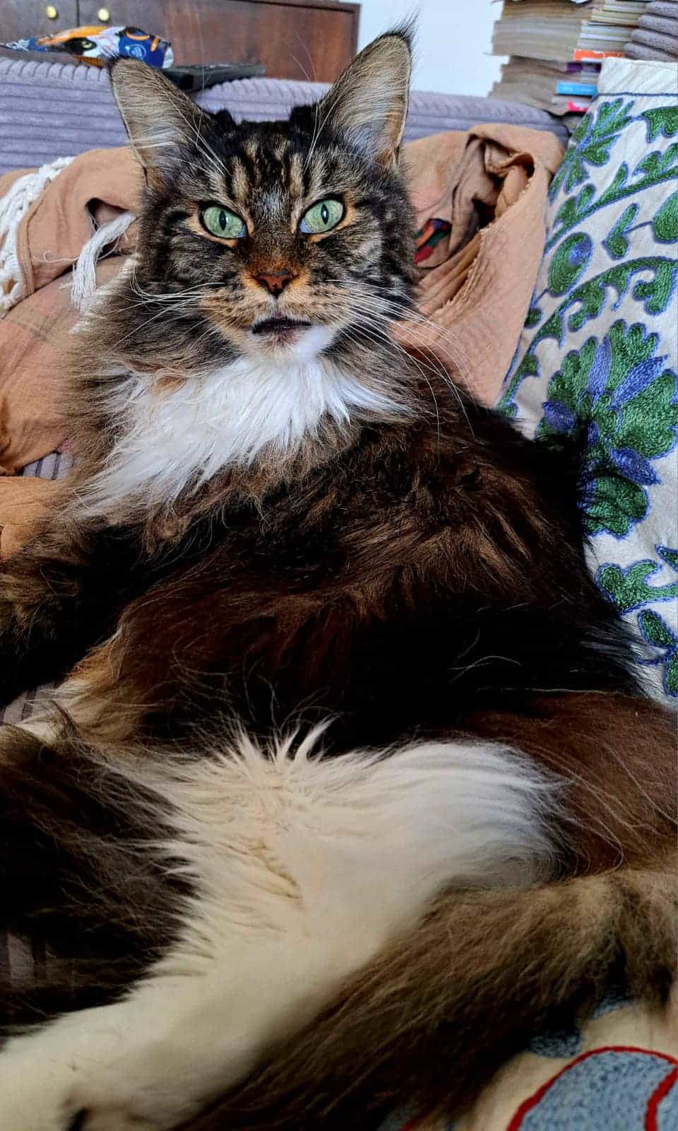 Hallo Maika Hallo Maika