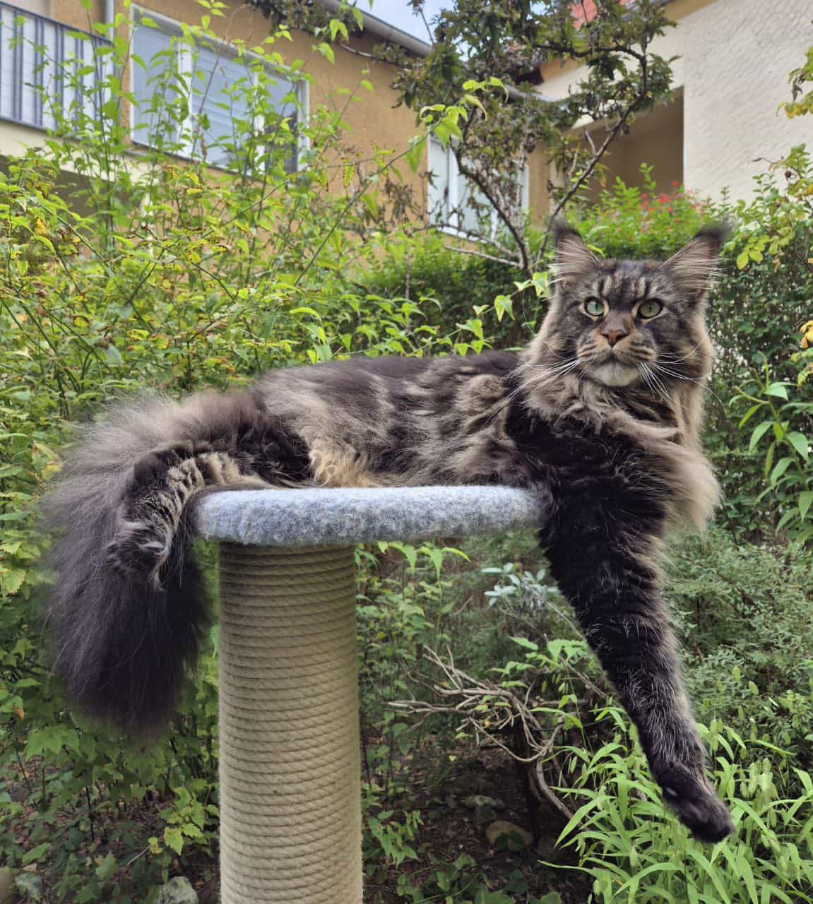 Haris zwei Jahre und neun Monate alt Haris zwei Jahre und neun Monate alt