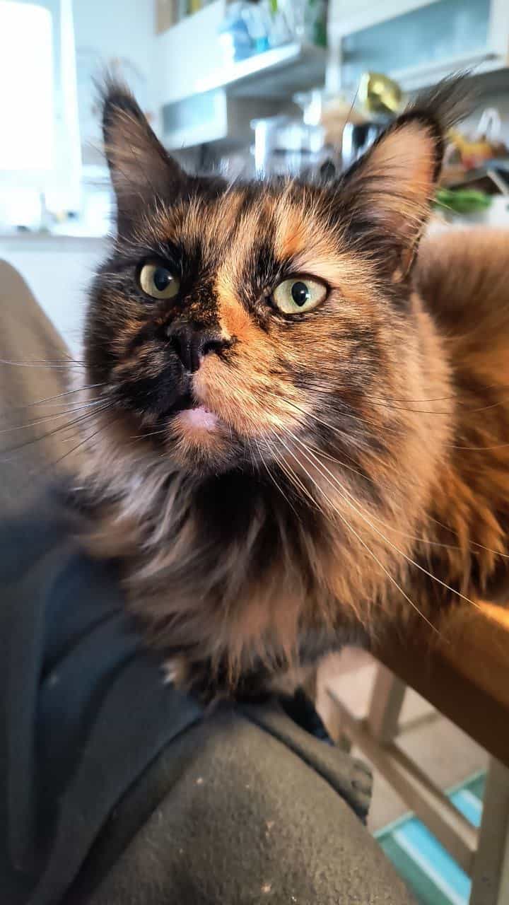 Jutta Ninjapower Jutta Ninjapower