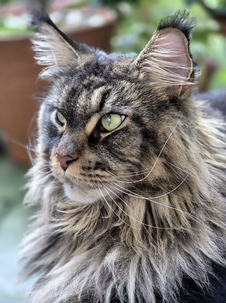 Kleiner großer Löwe Haris Kleiner großer Löwe Haris