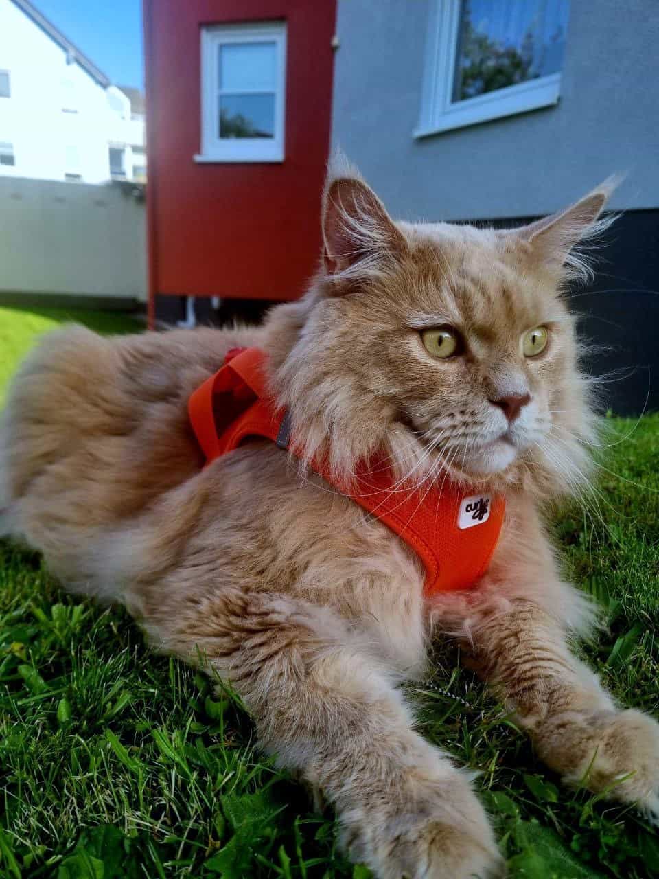 Miau, ganz meine Meinung Miau, ganz meine Meinung