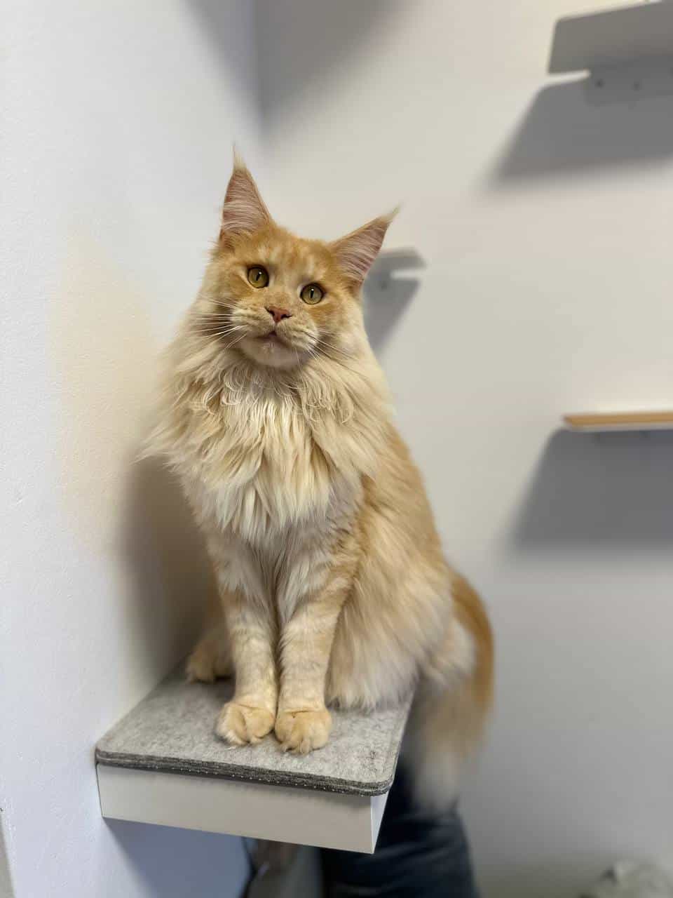 Sir Quieti Sir Quieti