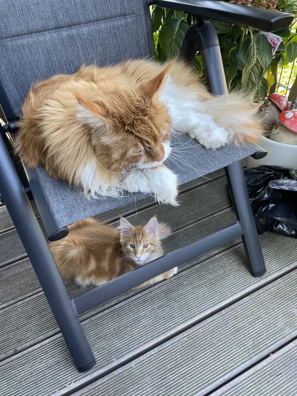 Und wenn ich groß bin, dann wird das mein Thron Und wenn ich groß bin, dann wird das mein Thron