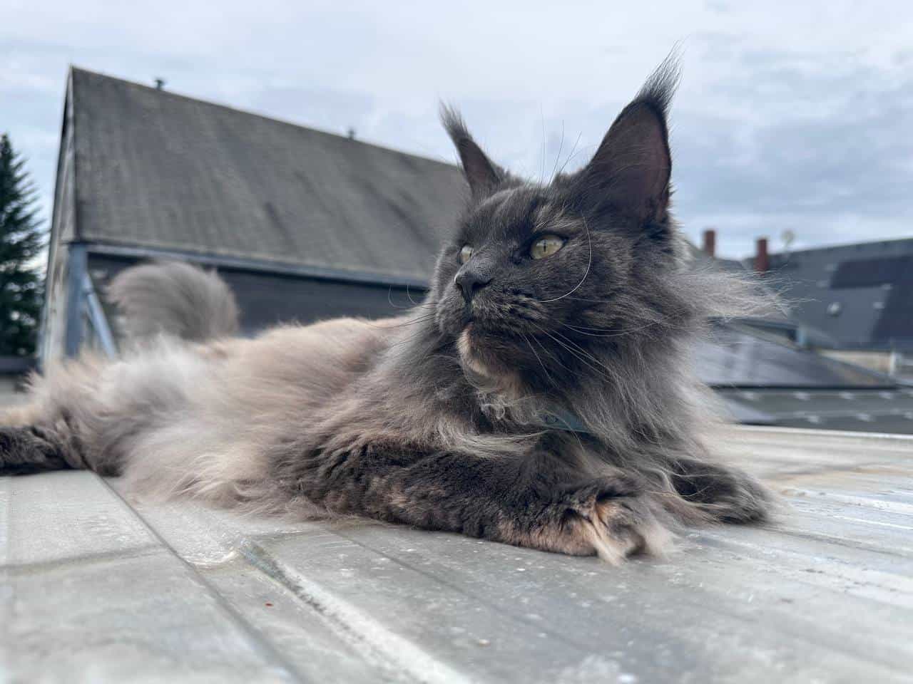 Uschi Ich liebe dieses Katze abgöttisch Uschi Ich liebe dieses Katze abgöttisch