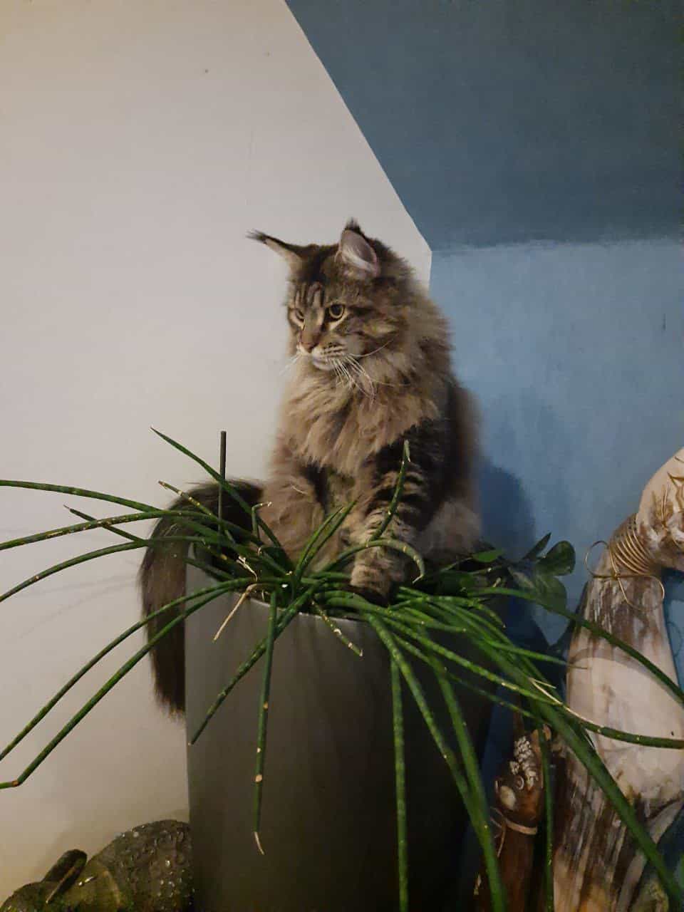 Wozu braucht man Pflanzen wenn man mich hat Wozu braucht man Pflanzen wenn man mich hat