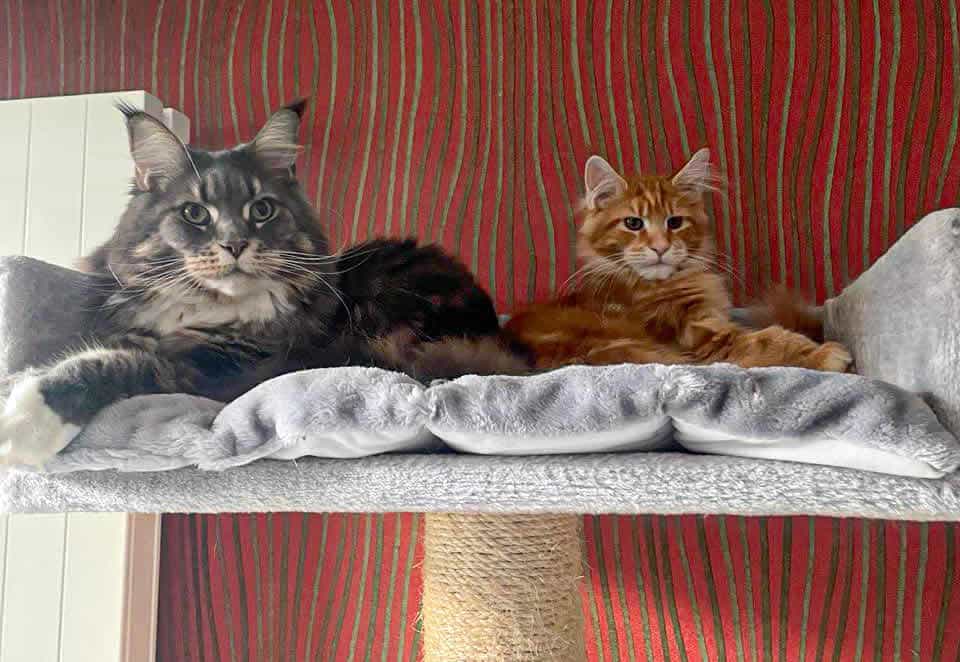 Xira of MCC und Valentin Xira of MCC und Valentin