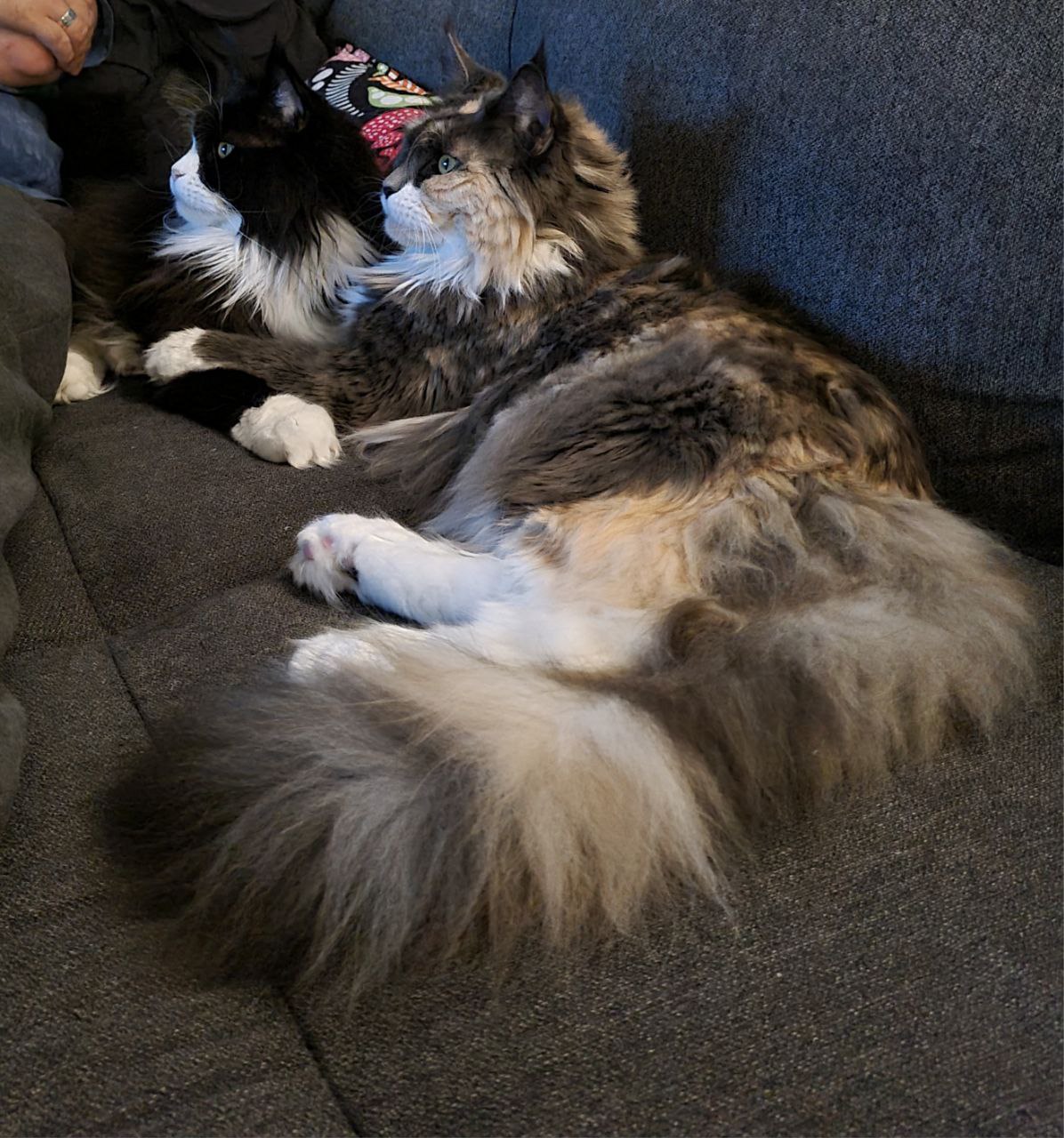 Fraya und Van Dark of MCC Fraya und Van Dark of MCC