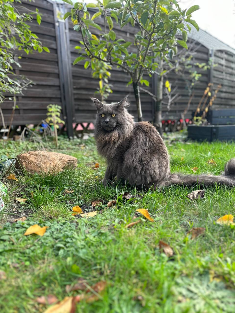 Greg of Maine Coon Castle Greg of Maine Coon Castle