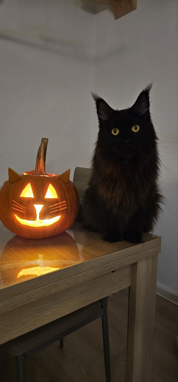 Hugo und der Katzenkürbis Hugo und der Katzenkürbis