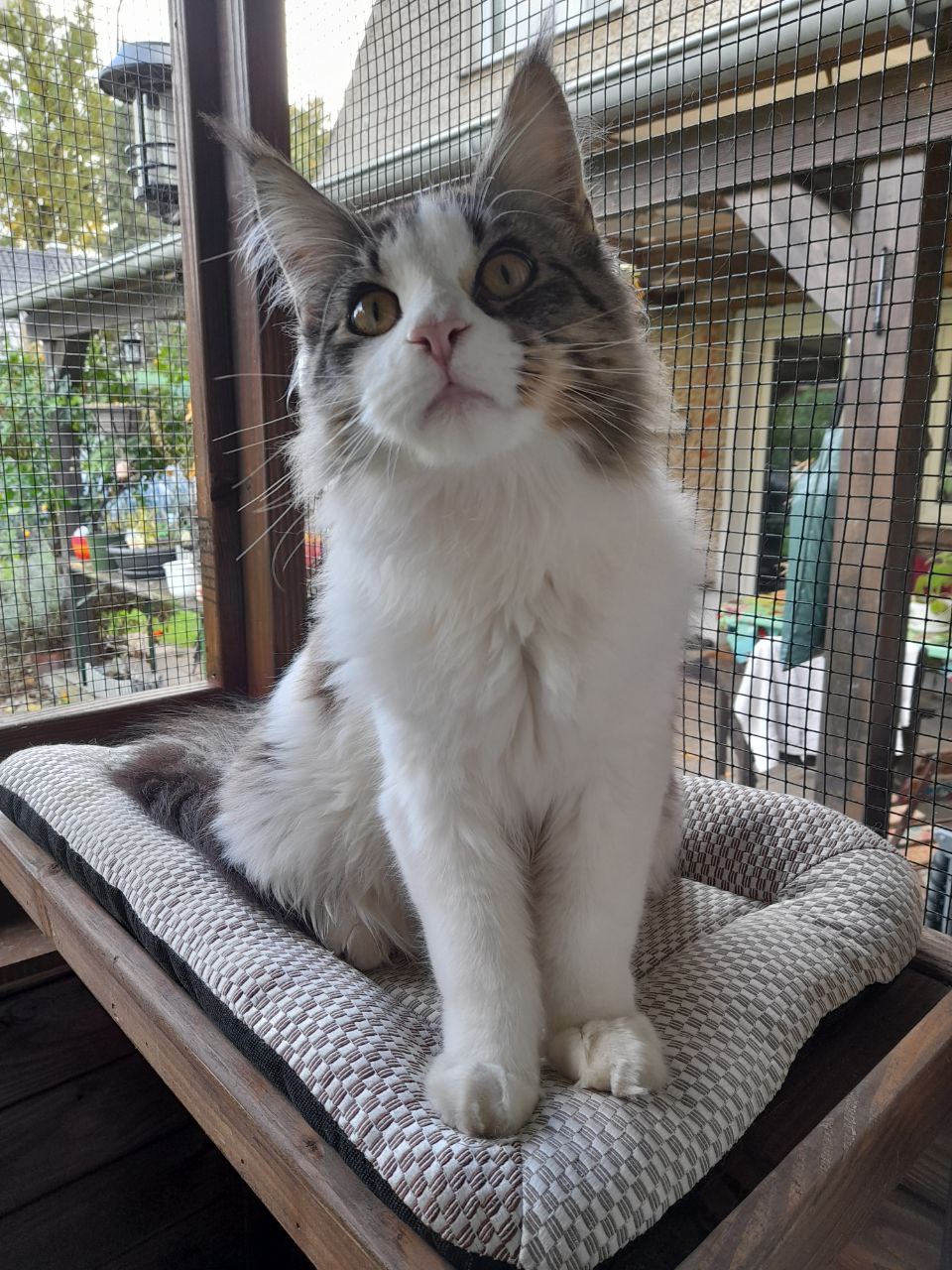 Knuffigster Pelle aller Zeiten Knuffigster Pelle aller Zeiten