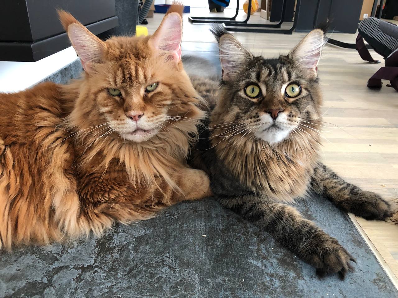 Kuschelzeit bei Wotan und Lilly Kuschelzeit bei Wotan und Lilly