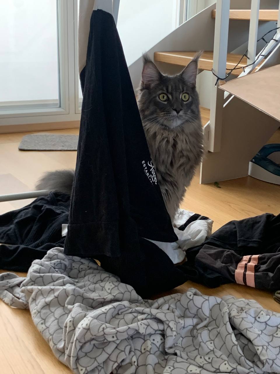 Leo Hab Wäsche abgehängt Leo Hab Wäsche abgehängt