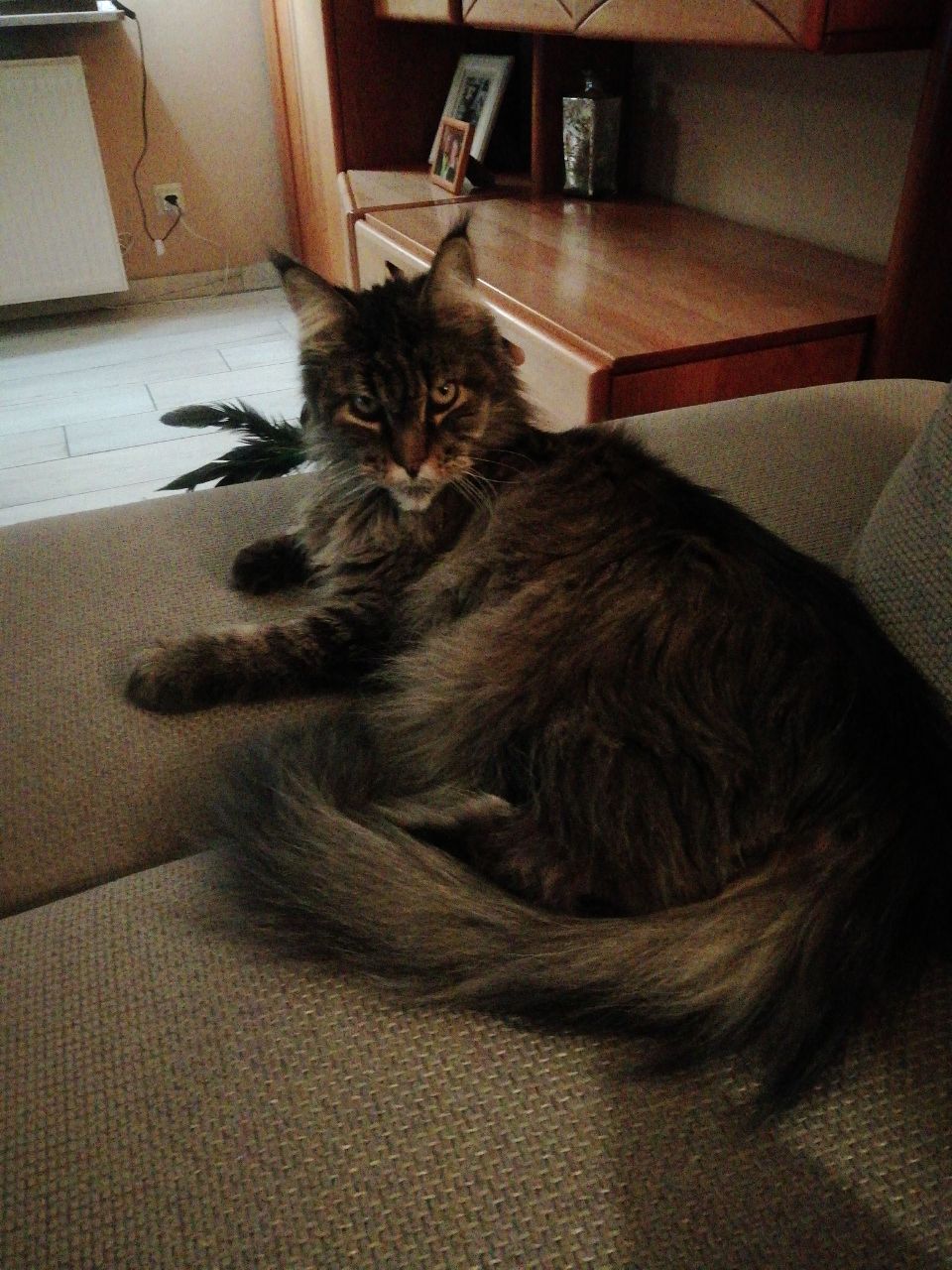 Mary of Maine Coon Castle Mary of Maine Coon Castle