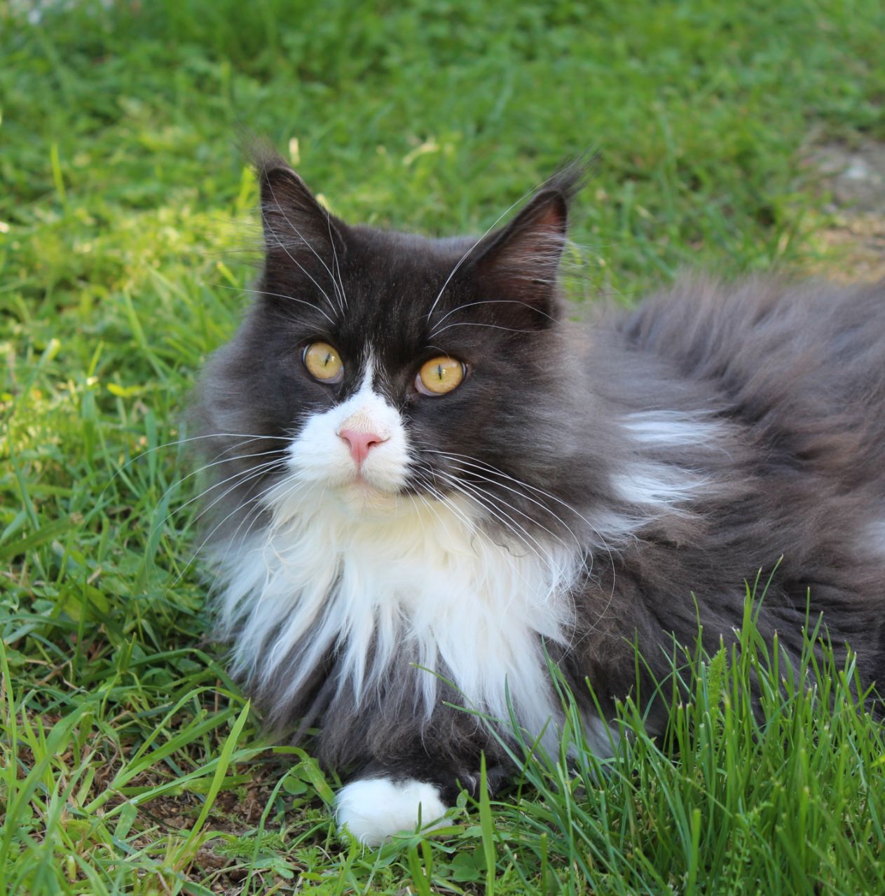Molly 1 Jahr alt im Katzengehege Molly 1 Jahr alt im Katzengehege