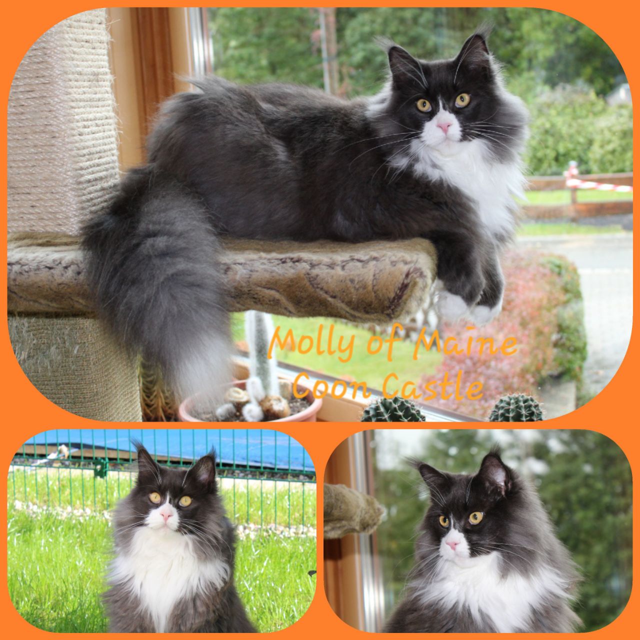 Molly 1 Jahr alt Molly 1 Jahr alt