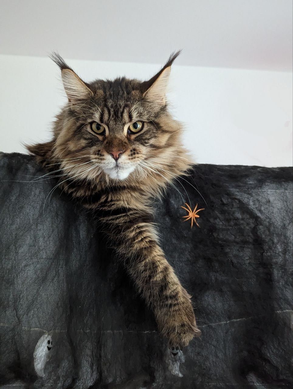 Noel of Maine Coon Castle 8 Monate alt Noel of Maine Coon Castle 8 Monate alt