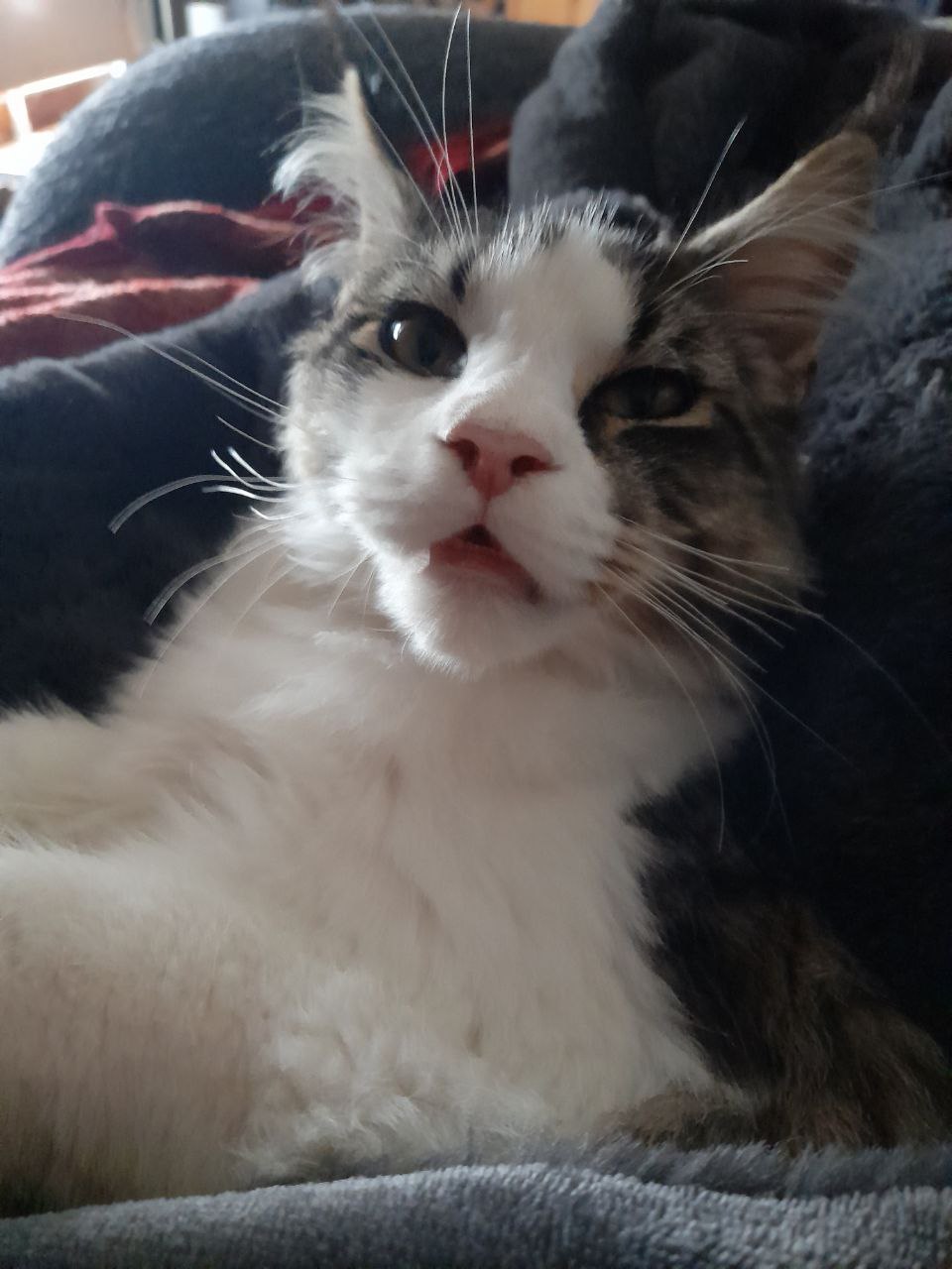 Pelle, der Schmuselöwe Pelle, der Schmuselöwe