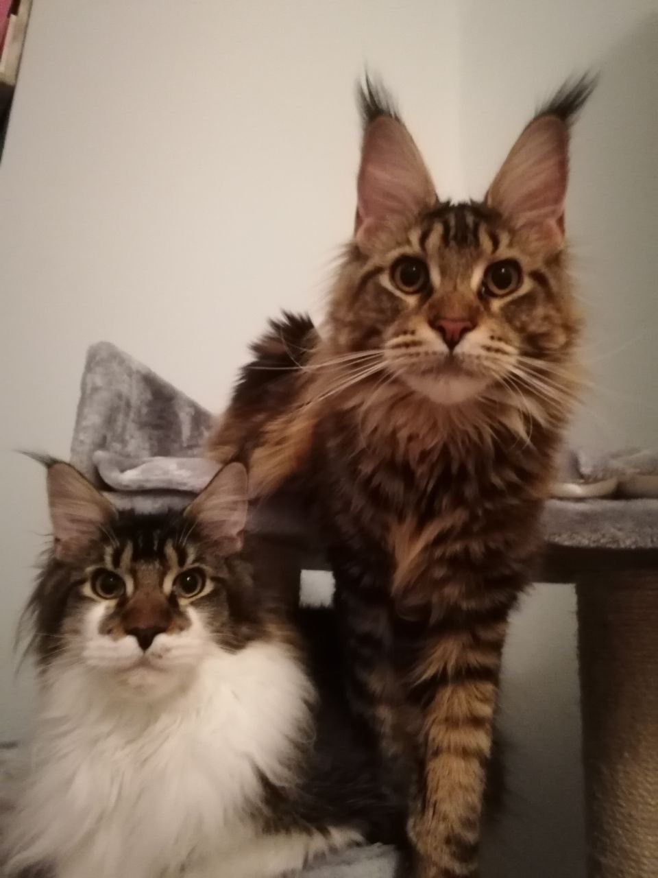 Pia und Aragon Pia und Aragon