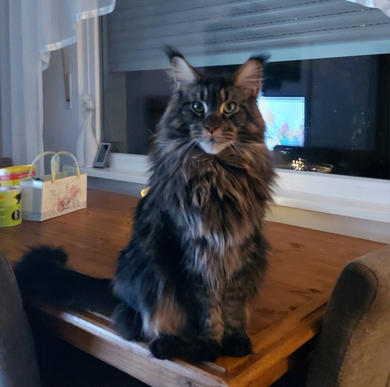 Süssester aller allersüssesten Harisse of MCC Süssester aller allersüssesten Harisse of MCC