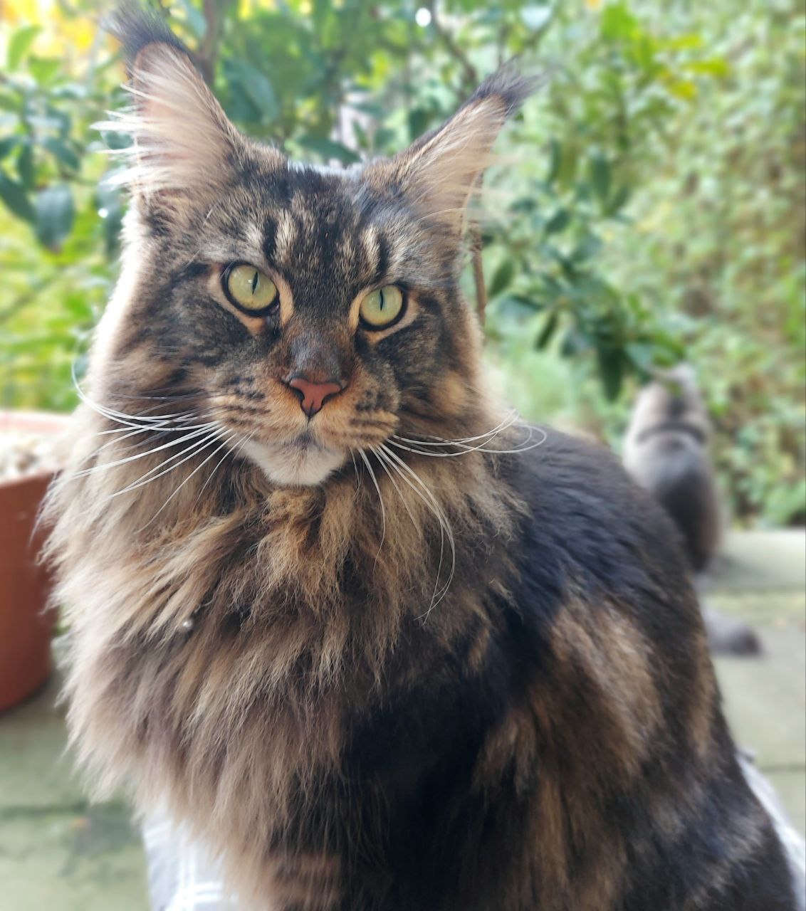 Süssester aller allersüssesten Harisse Süssester aller allersüssesten Harisse