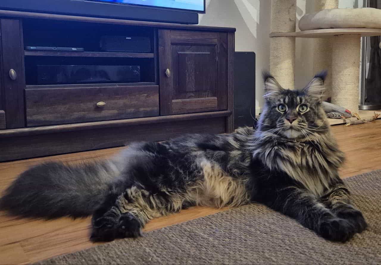 Allersüssester aller allersüssesten Harisse. Mein knapp 11 kg Seelchen. Allersüssester aller allersüssesten Harisse. Mein knapp 11 kg Seelchen.