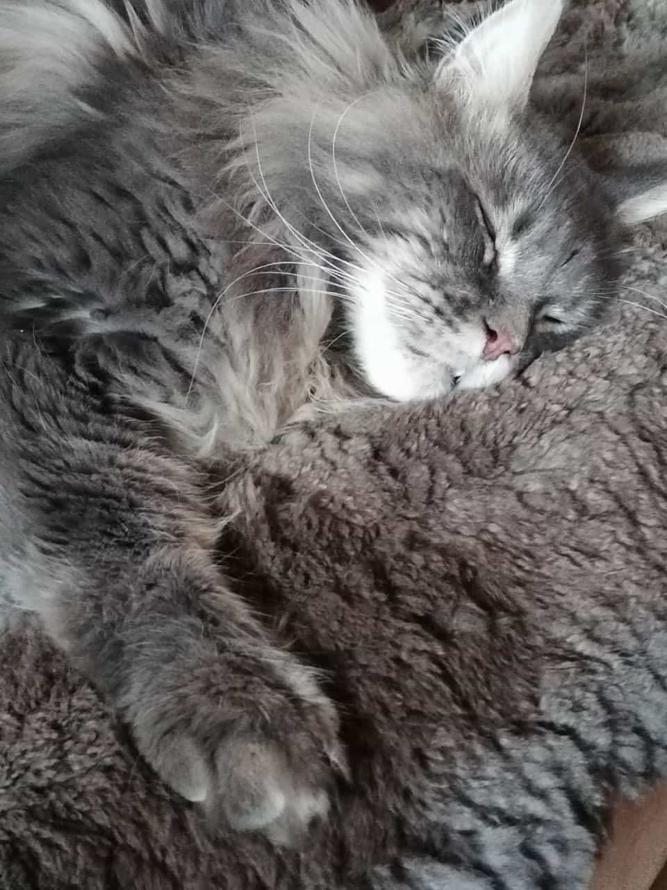 Buddy Jun. verschlummert den verregneten Sonntag Buddy Jun. verschlummert den verregneten Sonntag