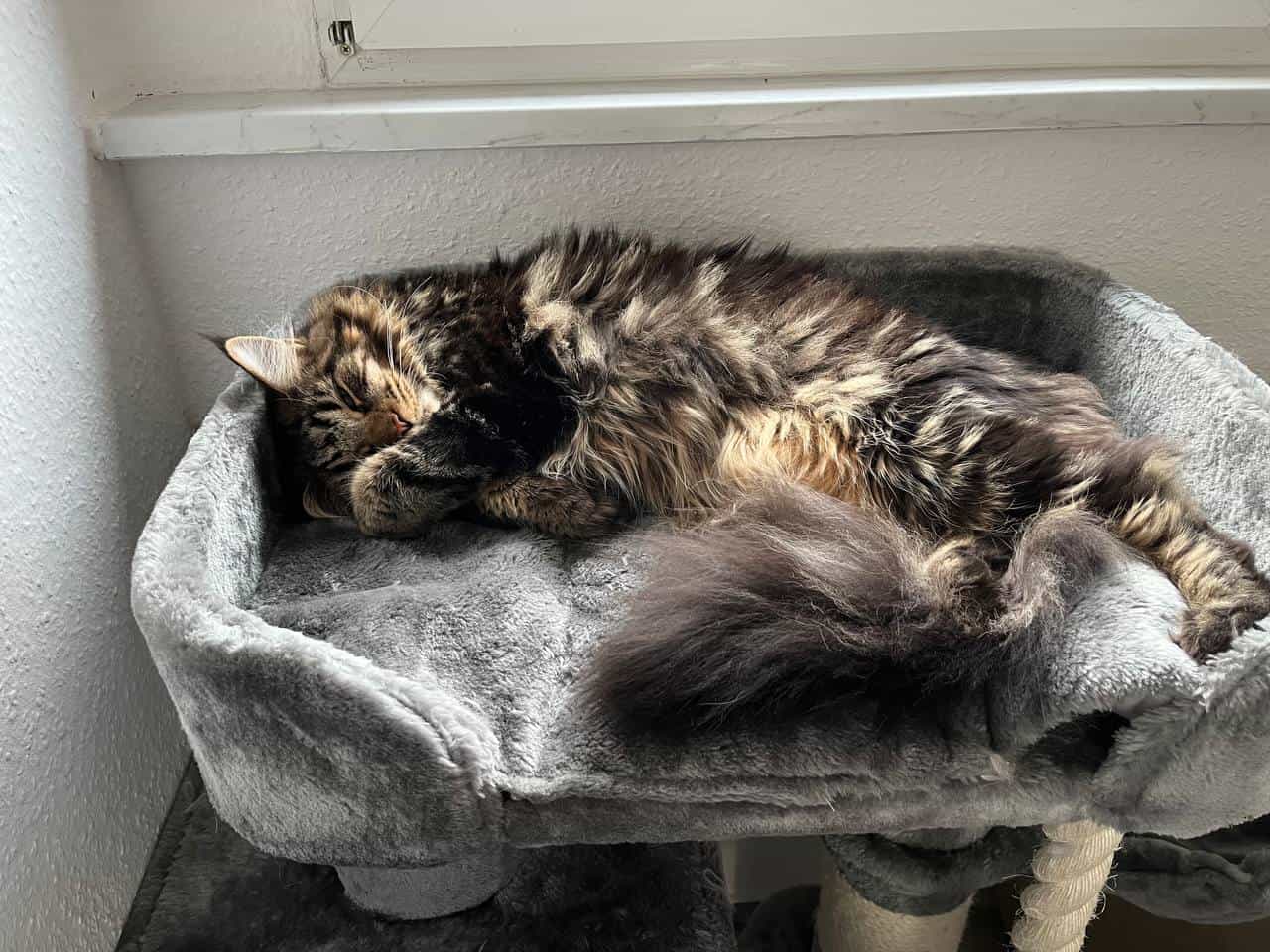 Dickerchen Tabby Dickerchen Tabby