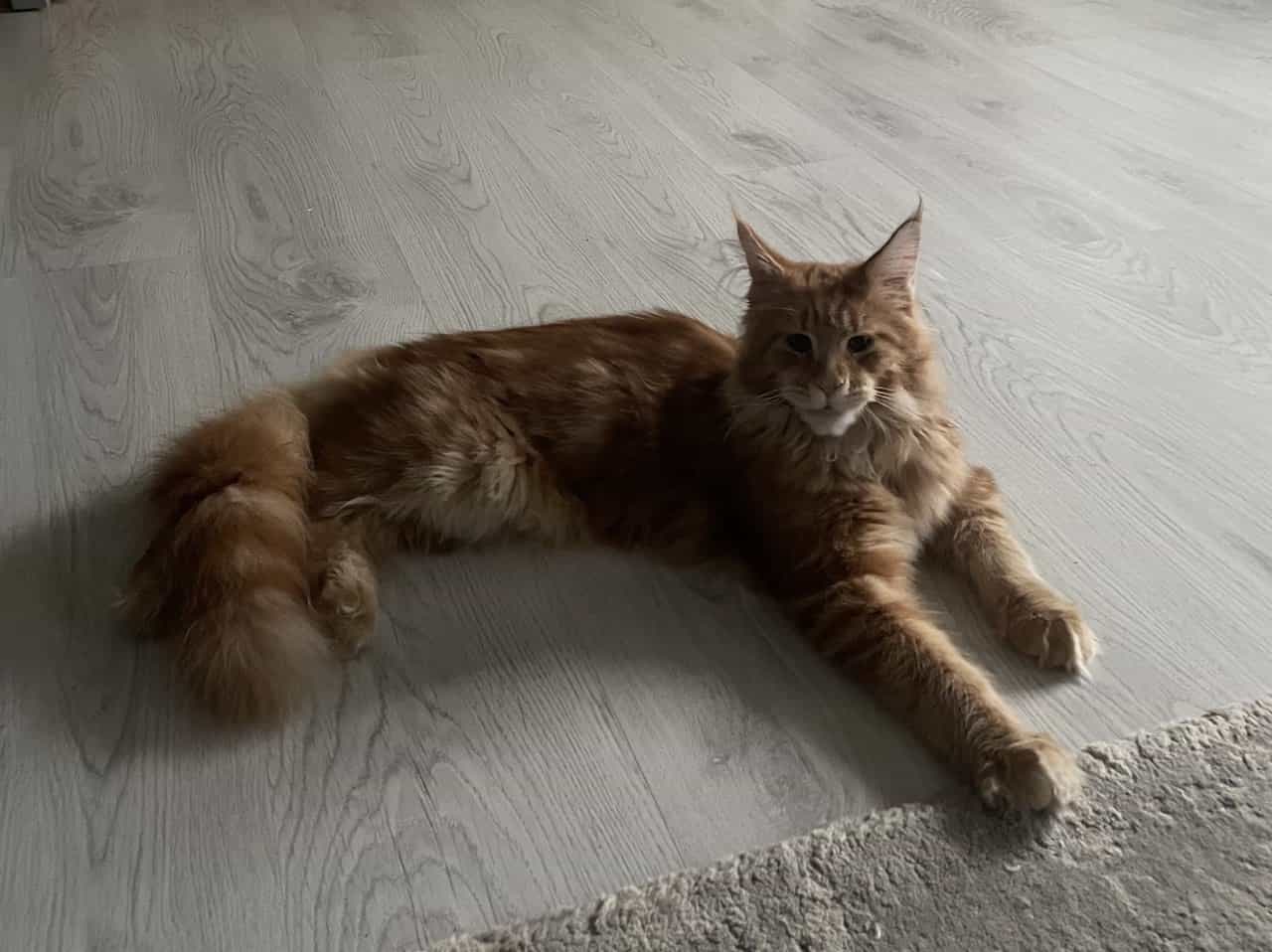 Die rote Gefahr Edition Valentin of MCC Die rote Gefahr Edition Valentin of MCC