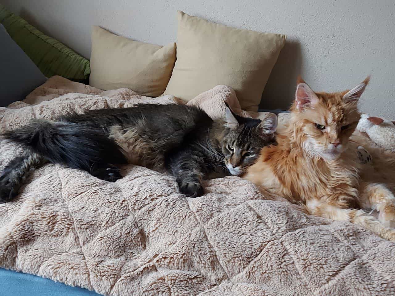 Einen schönen kuschelsonntag wünschen Ozzy und meine Grandedame Juana Einen schönen kuschelsonntag wünschen Ozzy und meine Grandedame Juana