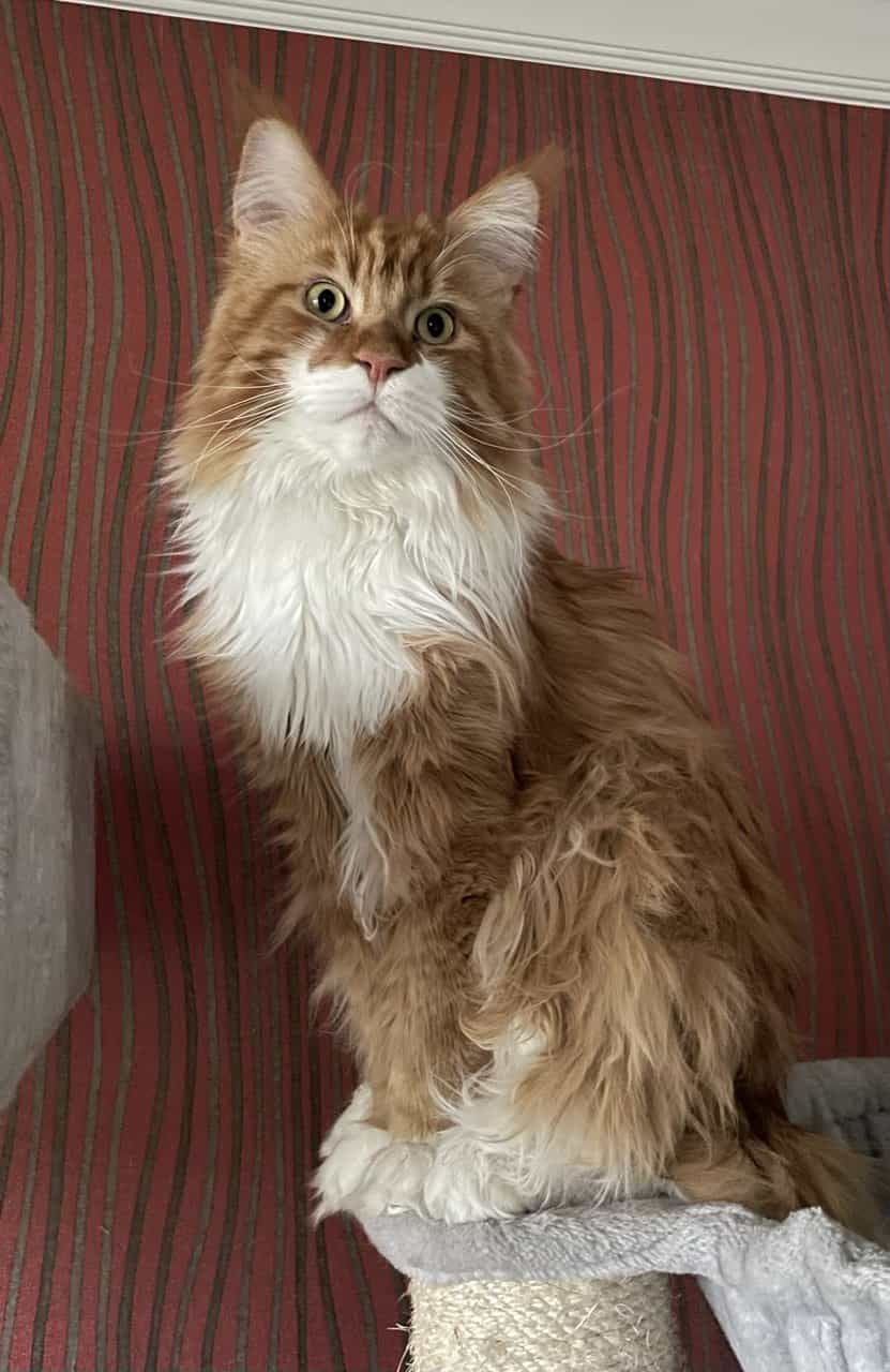 Erik of MCC, in Sonntagspose Erik of MCC, in Sonntagspose