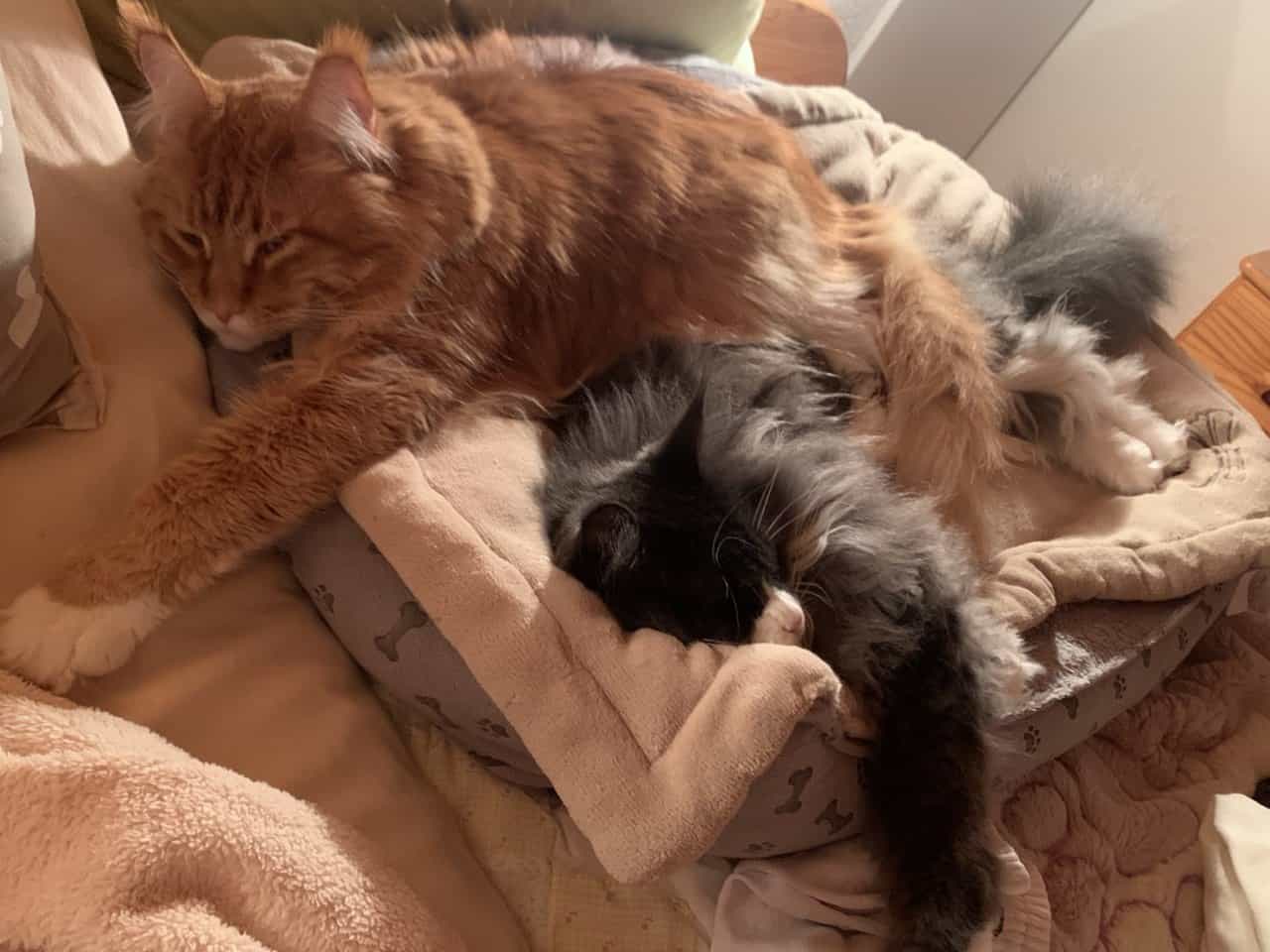 Es ist Liebe Es ist Liebe