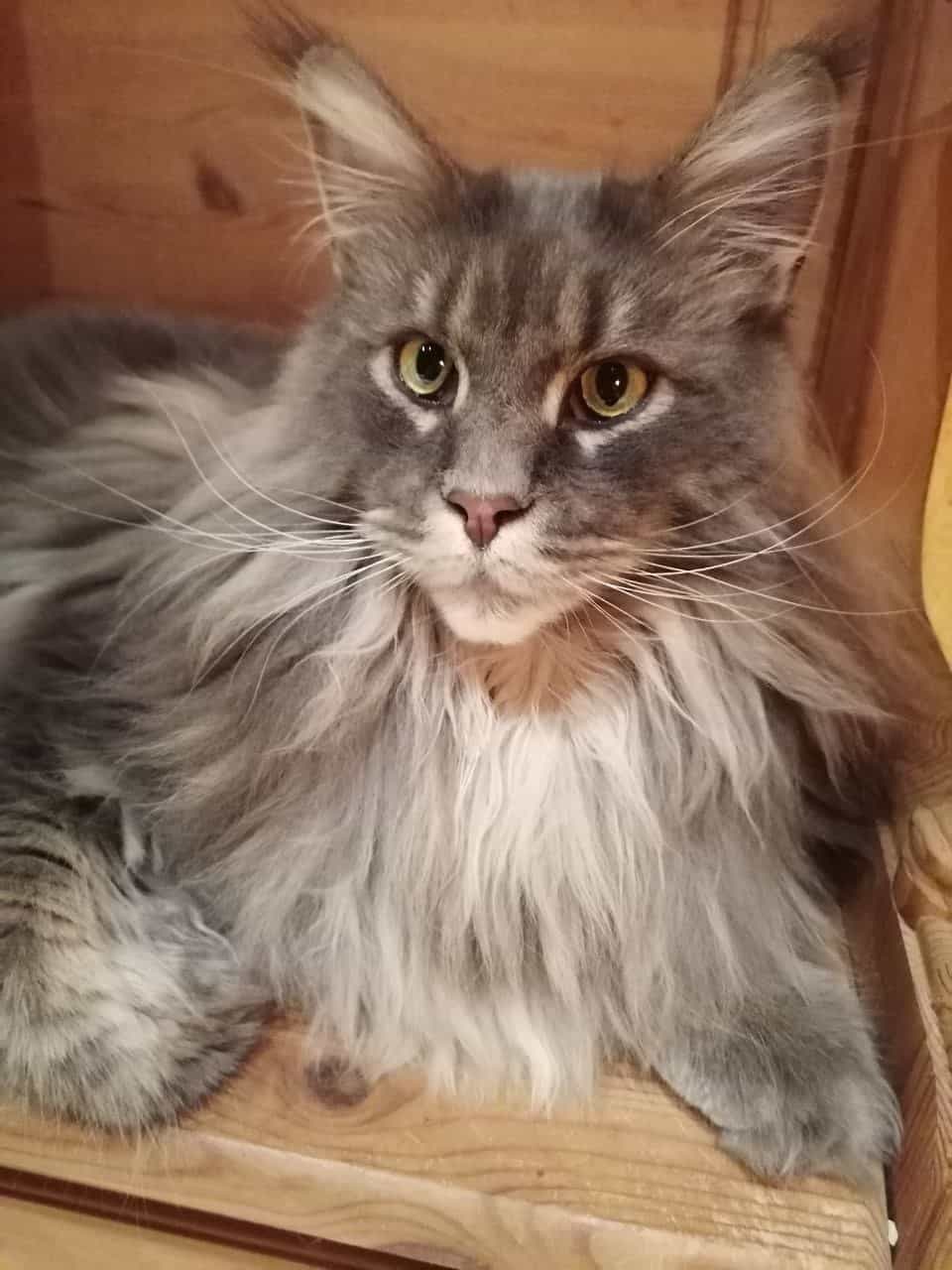 Guten Morgen von Buddy Jun Guten Morgen von Buddy Jun